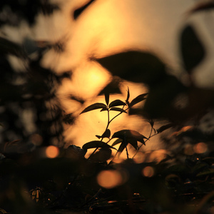 毛多女毛茸茸的撒尿
